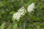 Blackhaw